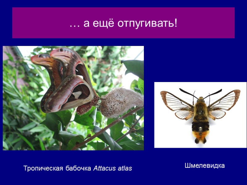 … а ещё отпугивать!     Тропическая бабочка Attacus atlas Шмелевидка